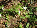 Mackinaw Island Area May 2008 0922